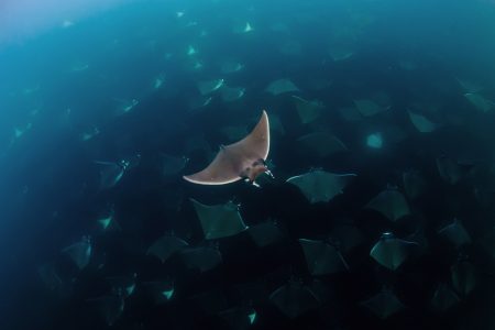 School of Mobula Ray while diving School of Mobula Ray while diving