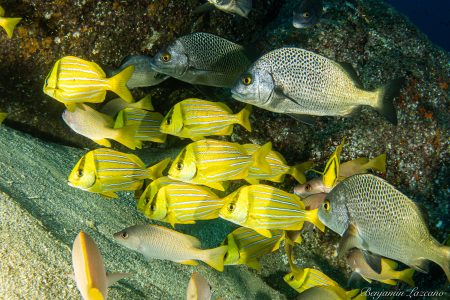 school of porkfish cab0 san lucas school of porkfish cab0 san lucas
