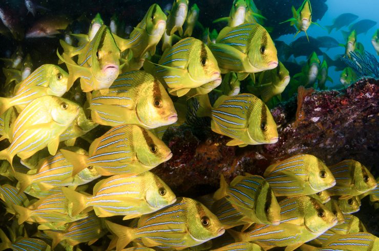 Panamic porkfish (anisotremus taeniatus),colorful yellow fish in Cabo San Lucas
