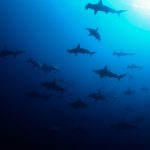 School of hammerhead shark at Gordo Banks