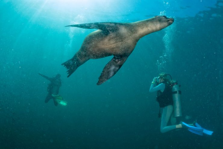 scuba diver and sealion los cabos