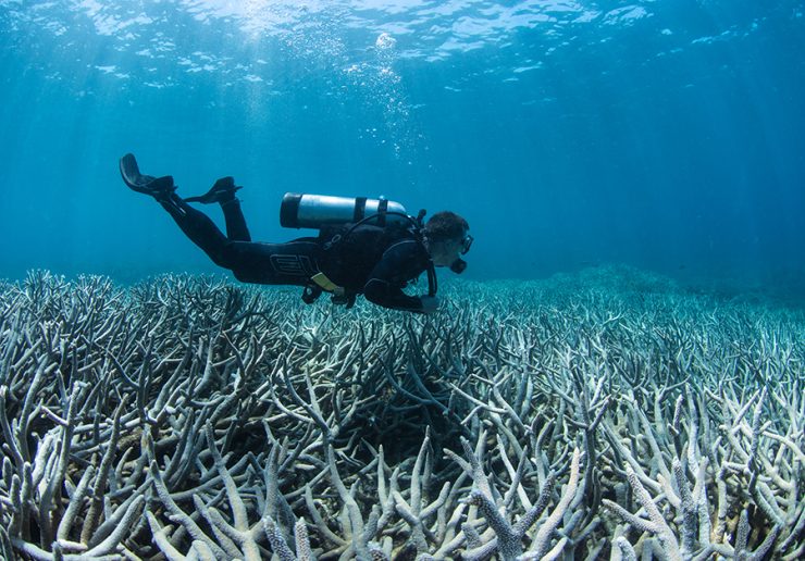 Scuba diver over bleached coral
