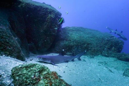 White tip reef shark -scuba diving