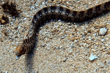 Eel in the Sea of Cortez