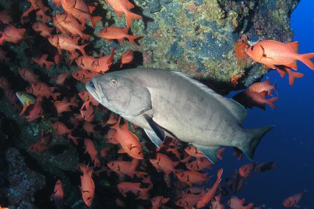 Scuba diving in the sea of Cortez