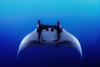 La Ventana Scuba diving : Cerralvo Island (Jacques Cousteau Island) and La Reina