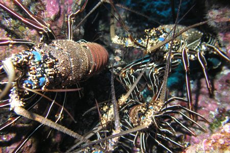 Spiny Lobster