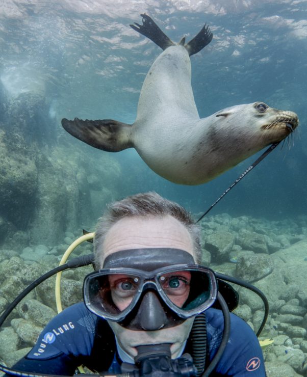 sea lion posing with Scuba diver