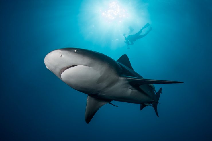 Scuba diver with shark underder water