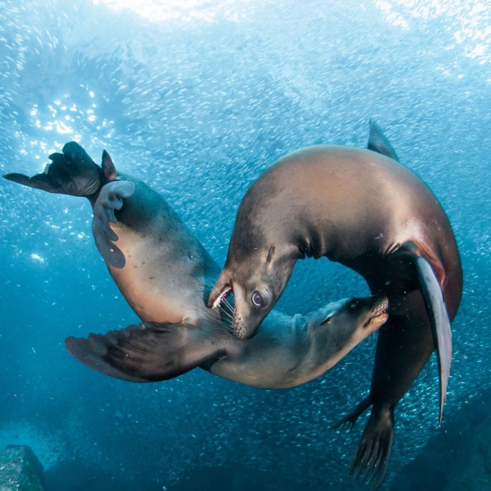 sea lion tour la paz