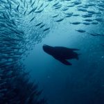 Sea lion in Cabo San Lucas