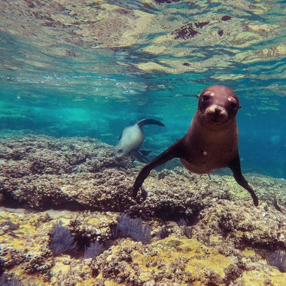 sea lion tour la paz