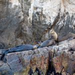 Los Cabos Sea lion