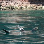sea lion
