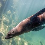 Sea lion swimming