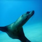 Sea lion Underwater