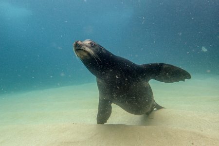 sea lion underwater cabo sea lion underwater cabo