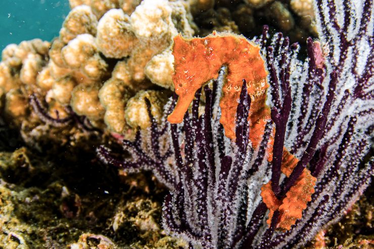 pacific sea horse in the reefs of the sea of cortez in baja fornia