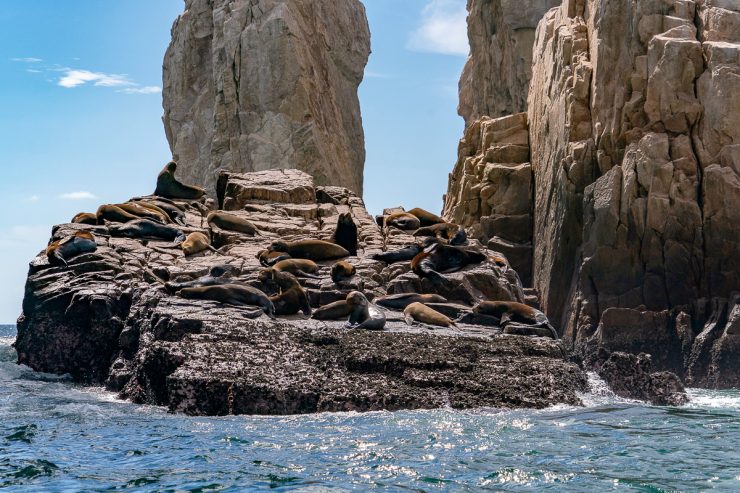 sea lion colony seals relaxing on the rocks of Cabo san lucas
