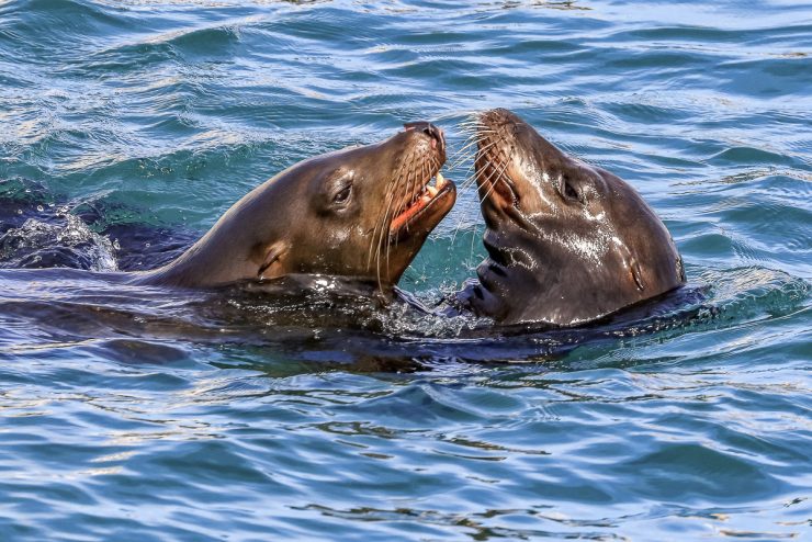 Sealion platying at the surface, Cabo San Lucas, mexico