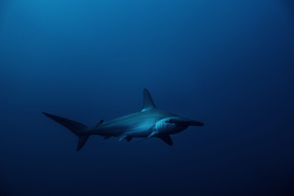 shark dive cabo Hammerhead at depth