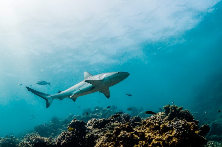 Shark swimming underwater in Baja California Mexico