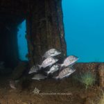 Fish in the Fang ming wreck