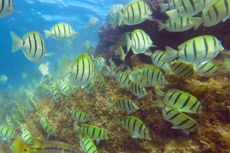Snorkeling trip