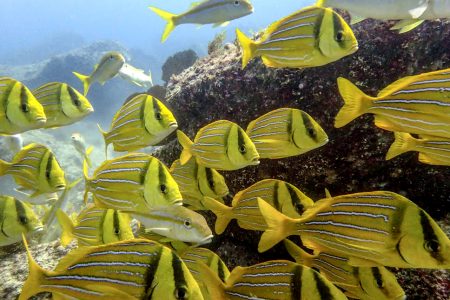 Fishes in Los Cabos