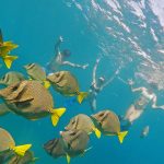 Snorkeling in Cabo