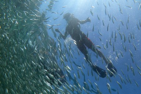 Snorkeling with School of Sardines