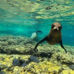 Snorkeling with sea lion