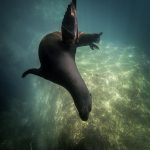 Snorkeling with the Sea Lion