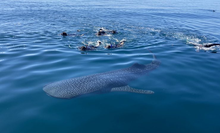 snorkeling with whale shark