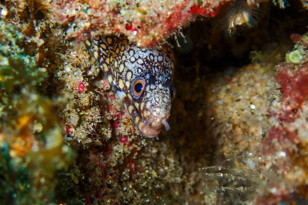 Spotted eels in cabo