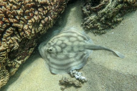 Sting Ray while scuba diving Sting Ray while scuba diving
