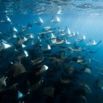 Swim with Mobula in Baja California Mexico