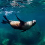 Swim with sea lion