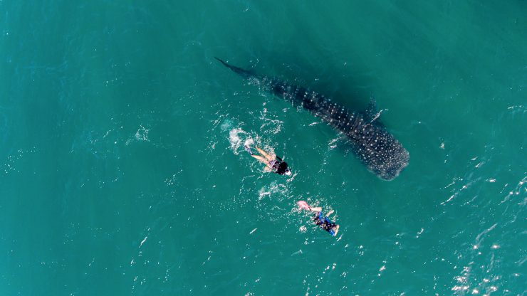 Snorkeling with a whale shark in La Paz Mexico