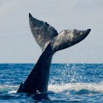 Tail slapping by Humpback whale