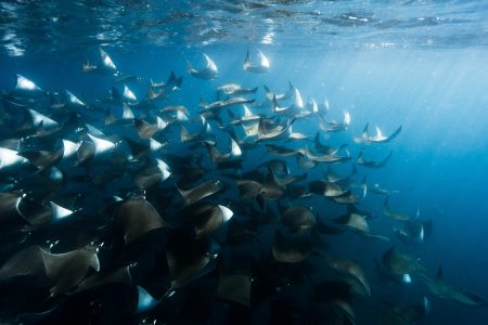 cluster of giant devil rays (mobula mobular) under the ocean