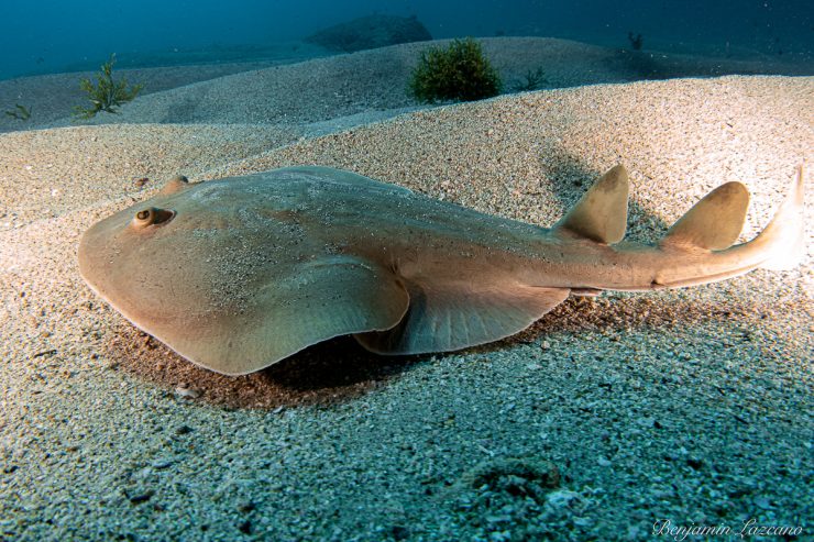 Torpedo ray - Cabo San Lucas