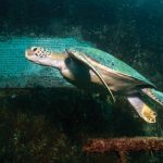 Turtle swimming into the wreck