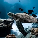 Turtle swimming underwater in Baja California