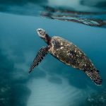 Turtle in Los Cabos