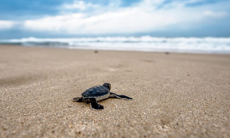 baby turtles release in Cabo San Lucas