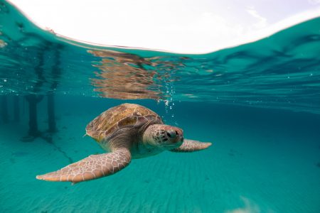 Turtle while snorkeling