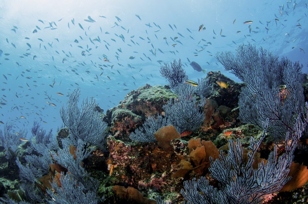coral reef scenics of the sea of cortez, baja california sur, me