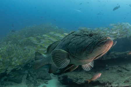 cabo-private-guide-cabo-pulmo-reef