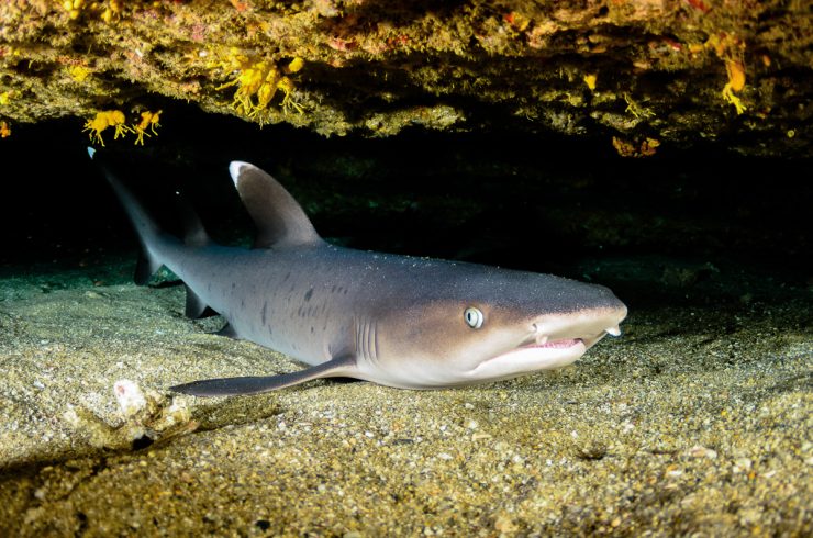whitetip reef shark (triaenodon obesus). Reefs in Cabo San Lucas, Sea of Cortez , Mexico